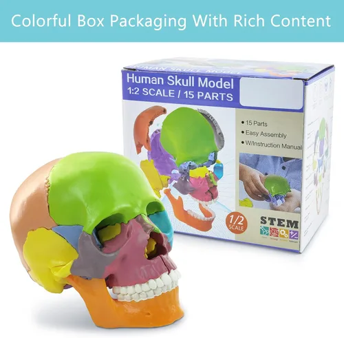 Vista 7 de Nuevo modelo de calavera de anatomía 15 piezas, calavera humana explotada de anatomía humana, mini calavera de color humano médica desmontable