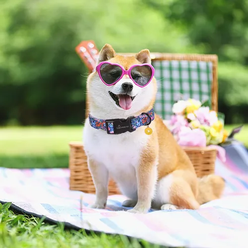 Vista 40 de Aring Pet Collar de algodón, ligero y ajustable, con hebilla de liberación rápida para perros pequeños, medianos y grandes, para cachorros, XS