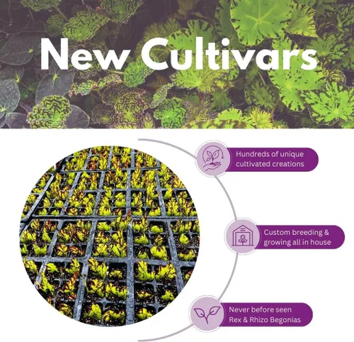 Vista 5 de Begonia de fresa, 4 pulgadas, Saxifraga stolonifera, planta de interior Legacy Heritage