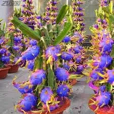 Vista 8 de Generic Semillas frescas de flores de petunia 100pcs para plantar azul