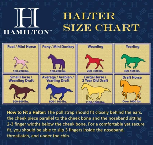 Vista 2 de Hamilton Caballo de nailon de 1 pulgada, tamaño pequeño (500-800 libras), azul baya