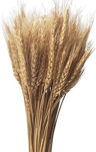Paquete de 100 tallos de trigo seco natural para decoración del hogar, manualidades