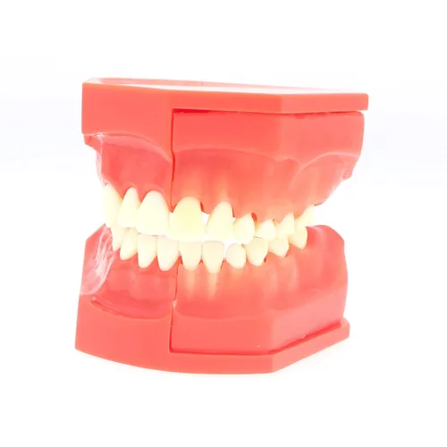 Vista 7 de Dientes Typodonts Modelo dental # 7013 - Modelo de desarrollo de erupción de dientes Modelo alternativo de presión constante de dientes caducifolios