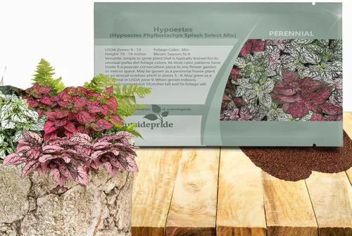 Outsidepride Splash Select - Semillas mixtas de Hypoestes para plantar, 50 semillas perennes de lunares con follaje abigarrado para contenedores,
