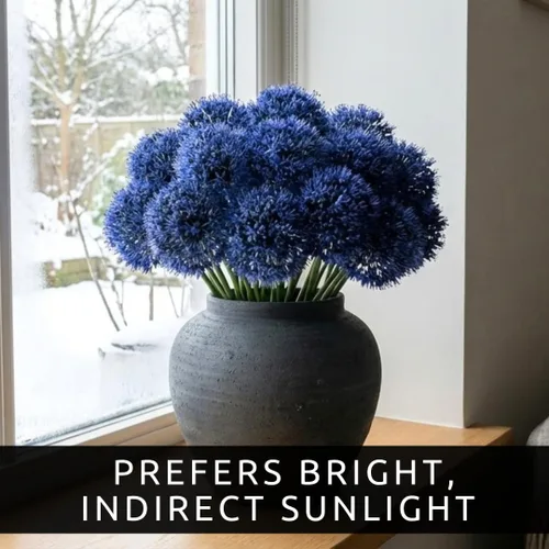 Vista 5 de Bulbos de Allium Azul para Plantar - Allium Azureum Caeruleum (10 bombillas)