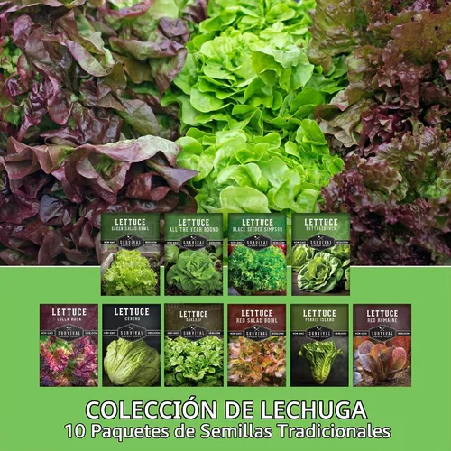 Vista 3 de Semillas de lechuga para plantar Colección de 10 lechugas tradicionales