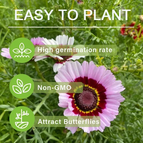 Vista 6 de Más de 1000 semillas de flores perennes pintadas de margaritas arcoíris para plantar al aire libre, semillas de jardín de flores de crisantemo