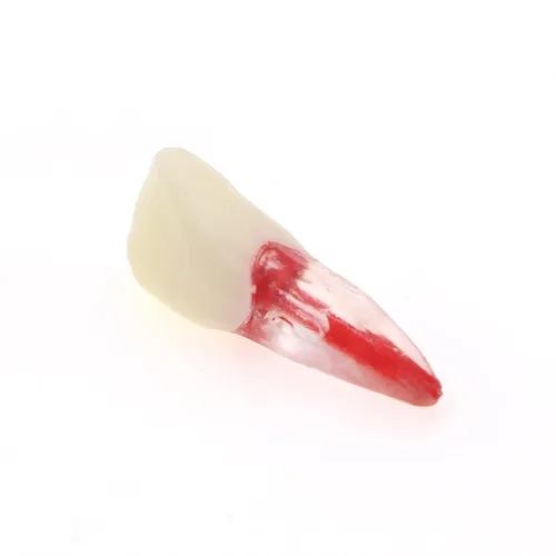 Vista 5 de 5 Uds. Dientes dentales de la cavidad de la pulpa del conducto radicular modelo de endodoncia práctica RCT Typodont M8007 11# 14# 16# 21# 33# 34#