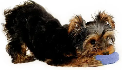 Vista 3 de Playology Juguetes para Perros Anillo de Doble Capa Juguete de Masticar Duradero para Masticadores Agresivos Pequeño Juguete Perfumado