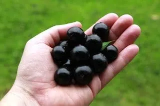 Generic Semillas de fruta de Jabuticaba comestibles frescas 100pcs para plantar negro