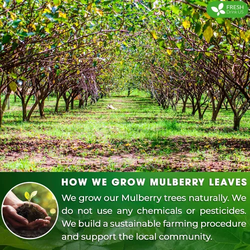 Vista 15 de FreshDrinkUS, 135 bolsas de té de jengibre y cúrcuma premium, ingredientes 100% naturales, mezcla hecha a mano de té de hierbas de cúrcuma