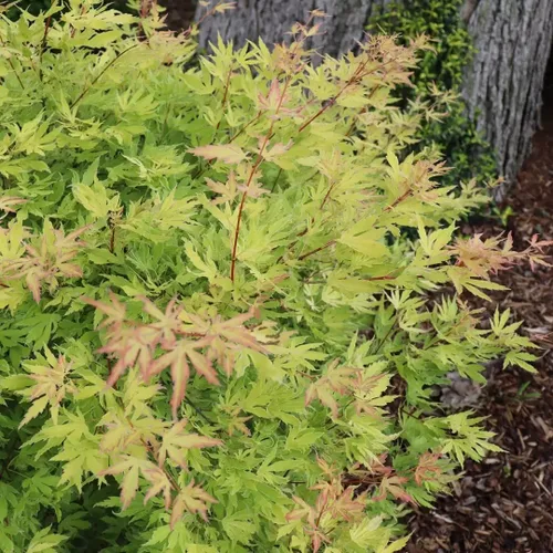 Vista 2 de METAMORPHOSA®-arce japonés- Acer palmatum- Maceta de 4" - Ganadores probados