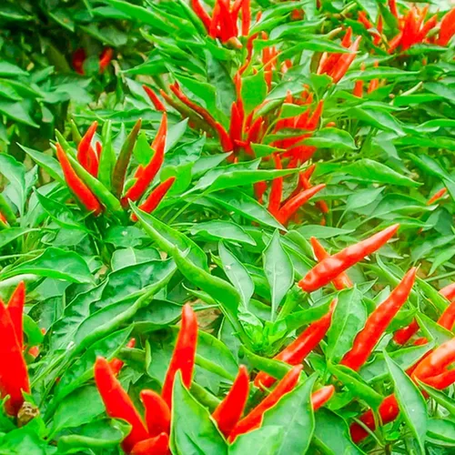 Vista 5 de 500 semillas de chile picante tailandés semillas de chile de pájaro tailandés, semillas de chile sin OMG, cultivadas sin OMG, Capsicum frutescens