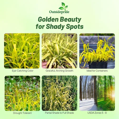 Vista 2 de Outsidepride - 50 semillas de la hierba ornamental perenne mijo dorado (Milium effusum [Golden Millet]) para sembrar