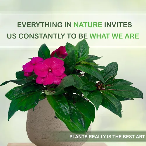 Vista 6 de LEAL PLANTS ECUADOR Impatiens Pink 2 Pack – Anual floreciente exuberante con flores rosas suaves, planta tropical de fácil cuidado, purificadora