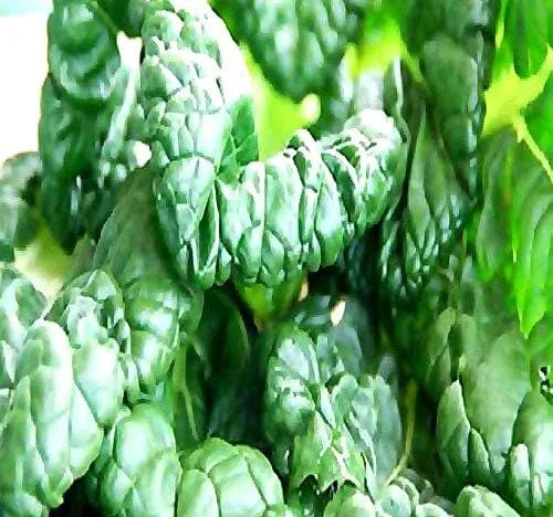 Paquete grande - Semillas sin transgénicos de MySeeds.Co