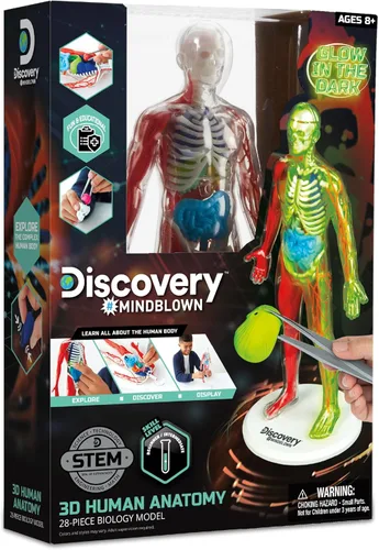 Vista 6 de Kit de modelo de biología de anatomía humana 3D de Discovery, modelo de esqueleto humano de 28 piezas que brilla en la oscuridad, juguetes