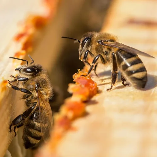 Vista 8 de Herb Pharm Extracto de propóleo para el apoyo del sistema inmunológico - 1 onza