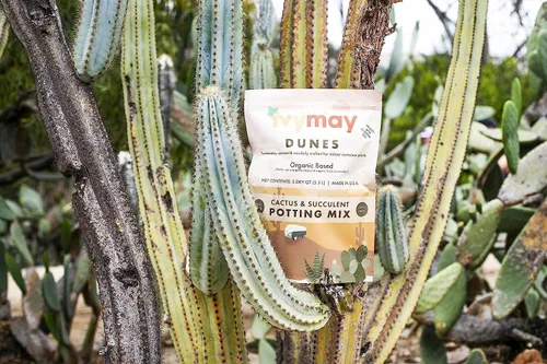 Vista 9 de IvyMay Dunes - Suelo para suculentas, mezcla orgánica para macetas de cactus para suculentas, listo para usar, plantas de interior con perlita