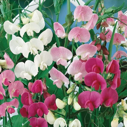 Vista 2 de Aceite de fragancia Sweet Pea (nuestra versión del nombre de la marca) (botella de 1 onza) para hacer velas, fabricación de jabón, fabricación