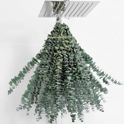 Vista 10 de 10 tallos de eucalipto secos de 17 pulgadas de eucalipto real para colgar en la ducha, 100% hechos de hojas frescas, boda, hogar, granja, decoración