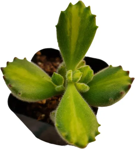 Variación 5