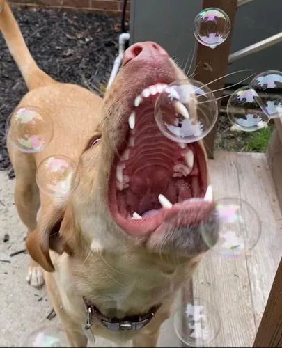 Vista 7 de Bubbletastic Bubbles for Dogs - 8oz Bottle of Bacon Bubble Solution - 100% Non Toxic, Tear Free, USA