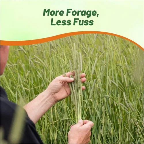 Vista 6 de Outsidepride Climax Timothy - Semilla de pasto – 25 libras perenne, resistente, fácil de cultivar, de alto rendimiento y agradable al tacto