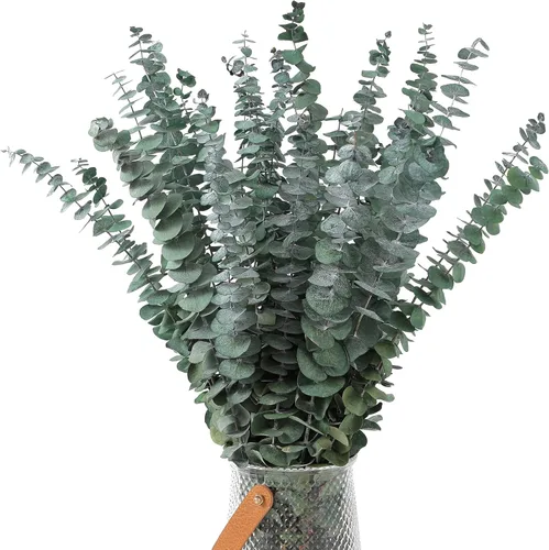 Vista 2 de 30 piezas de tallos de eucalipto seco de 17 pulgadas, eucalipto auténtico para colgar en la ducha, 100% hecho de hojas frescas, para bodas, hogar