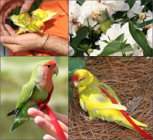 Vista 6 de Arnés y correa para aves mascota por The Aviator, Negro