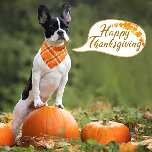 Vista 8 de Kytely Bandana de otoño para perro, paquete de 2 unidades de bandanas de Halloween para perro de Acción de Gracias, bufanda naranja a cuadros