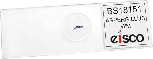 Vista 3 de EISCO 25PK Aspergillus (Molde Marrón), Wholemount - Diapositivas de microscopio preparadas - Paquete de aula, 25 diapositivas en estuche