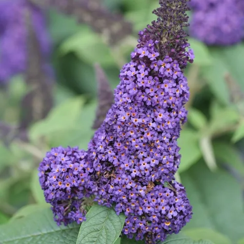 Vista 10 de Planta viva de arbusto de mariposa negro-morado, 5-10 pulgadas de alto