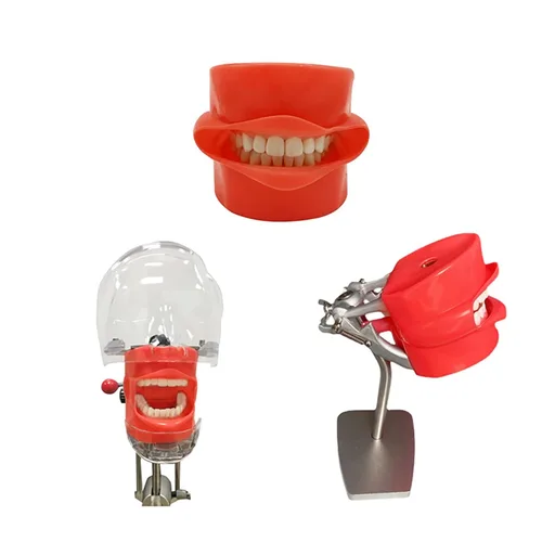 Vista 4 de Máscara de silicona para práctica de modelo dental, modelo de dientes YOUYA DENTAL para simulación de entrenamiento de técnicos dentales, modelos