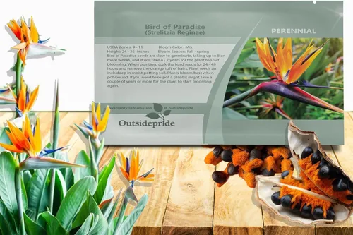 Outsidepride Bird of Paradise Seeds - 15 unidades Perenne, versátil y de crecimiento lento, semillas de flores para plantar flores exóticas y