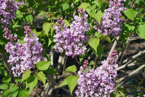Vista 3 de Syringa X hya. 'Maiden's Blush' (Lilac) Arbusto, flores de color rosa claro, #3 - Contenedor