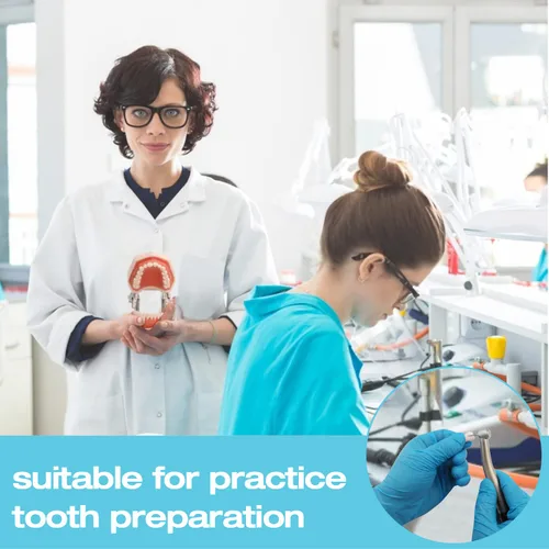 Vista 5 de ANNWAH Dientes de molares extraíbles, dientes de práctica de examen para práctica dental y enseñanza, reemplazan el modelo desmontable