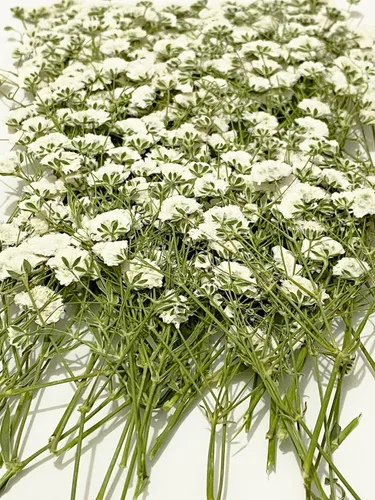 100 piezas de flores secas prensadas naturales naturales blancas para manualidades de resina, manualidades, manualidades, tarjetas de boda,