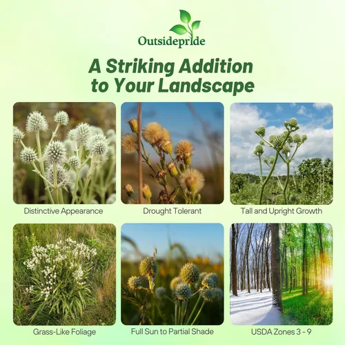 Vista 2 de Outsidepride Rattlesnake Master - Semillas de acebo de mar para plantar, 1000 piezas de semillas perennes tolerantes a la sequía de corte eryngium