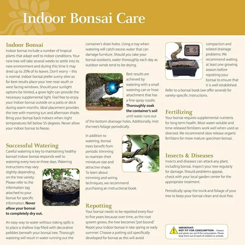 Vista 6 de Brussel's Bonsai - Árbol bonsái para interiores, L