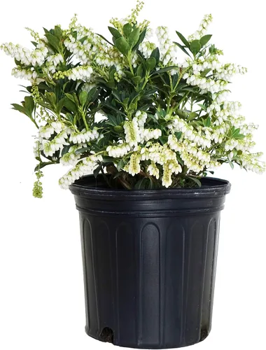 Pieris jap. 'Cavatine' (Cavatine Dwarf Andromeda) Evergreen, #2 - Contenedor de tamaño