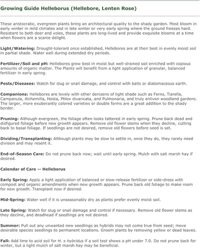 Vista 4 de 3 contenedores de rosa de cuaresma/heleboros mixtos en macetas de 6,35 cm - ¡Ideal para la plantación de otoño!