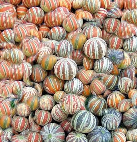 Nuevas semillas frescas de fruta de melón kajari 100pcs Generic