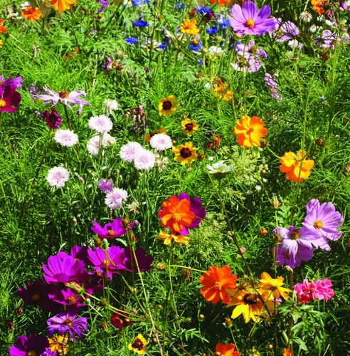Vista 9 de Bentley Pollinator Mix - Pre-Filled, Non-GMO, Non-Coated Butterfly Packets - 25 Annual Wildflower Seeds - Perfect Eco-Friendly Gift