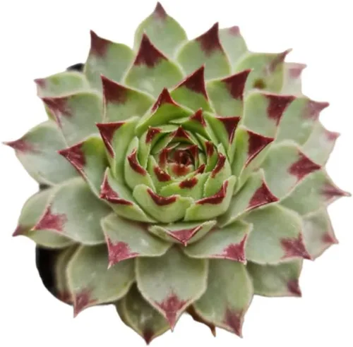 Vista 23 de Plantas de cactus suculentas vivas (2 pulgadas Opuntia Microdasy Golden Swirl Monstrose)