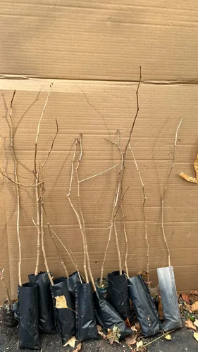 Plántula de Ginkgo Biloba de 2-3 pies de altura sin sexo a raíz desnuda 3-4 años de edad
