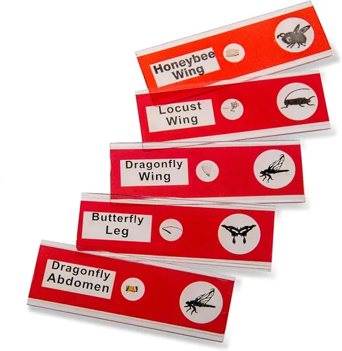 Vista 7 de Carson MicroFlip 100x-250x - Microscopio de bolsillo con luz LED y UV con base deslizante abatible y adaptador con aplicación CarsonCam