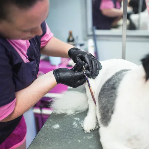 Vista 8 de Caja de 100 guantes de nitrilo negros Ammex Abnpf, desechables, médicos, sin polvo, sin látex, para examinar, 4 mil, Negro, 100
