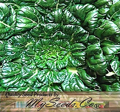 Vista 4 de Paquete grande - Semillas sin transgénicos de MySeeds.Co