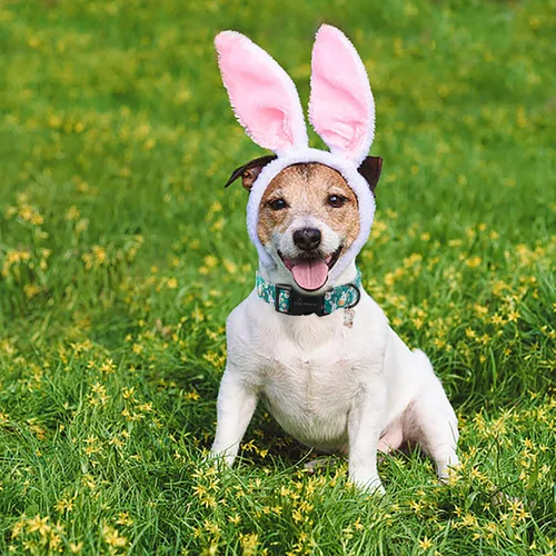 Vista 165 de Aring Pet Collar de algodón, ligero y ajustable, con hebilla de liberación rápida para perros pequeños, medianos y grandes, para cachorros, XS